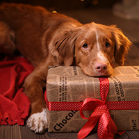 Pawtriotmembership