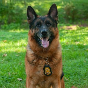 K9